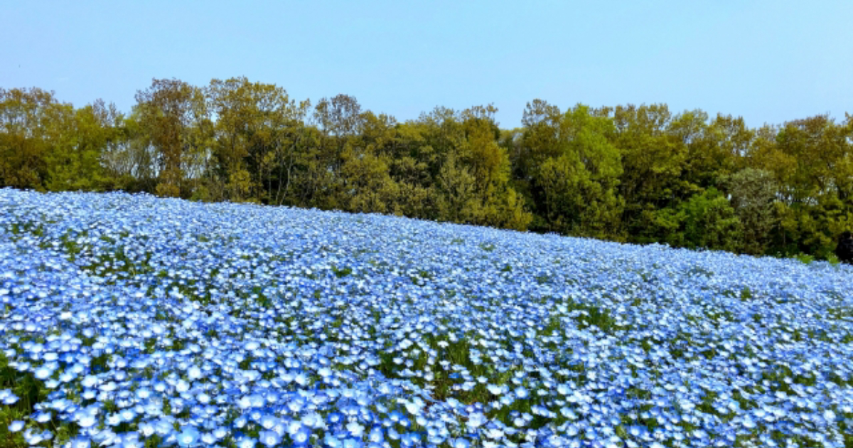 Genspark vs Perplexity: a thorough comparison! Which is optimal for engineers' development research?