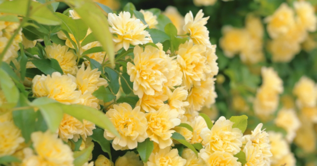 Kintone vs Genspark! The definitive difference between no-code development and AI programming